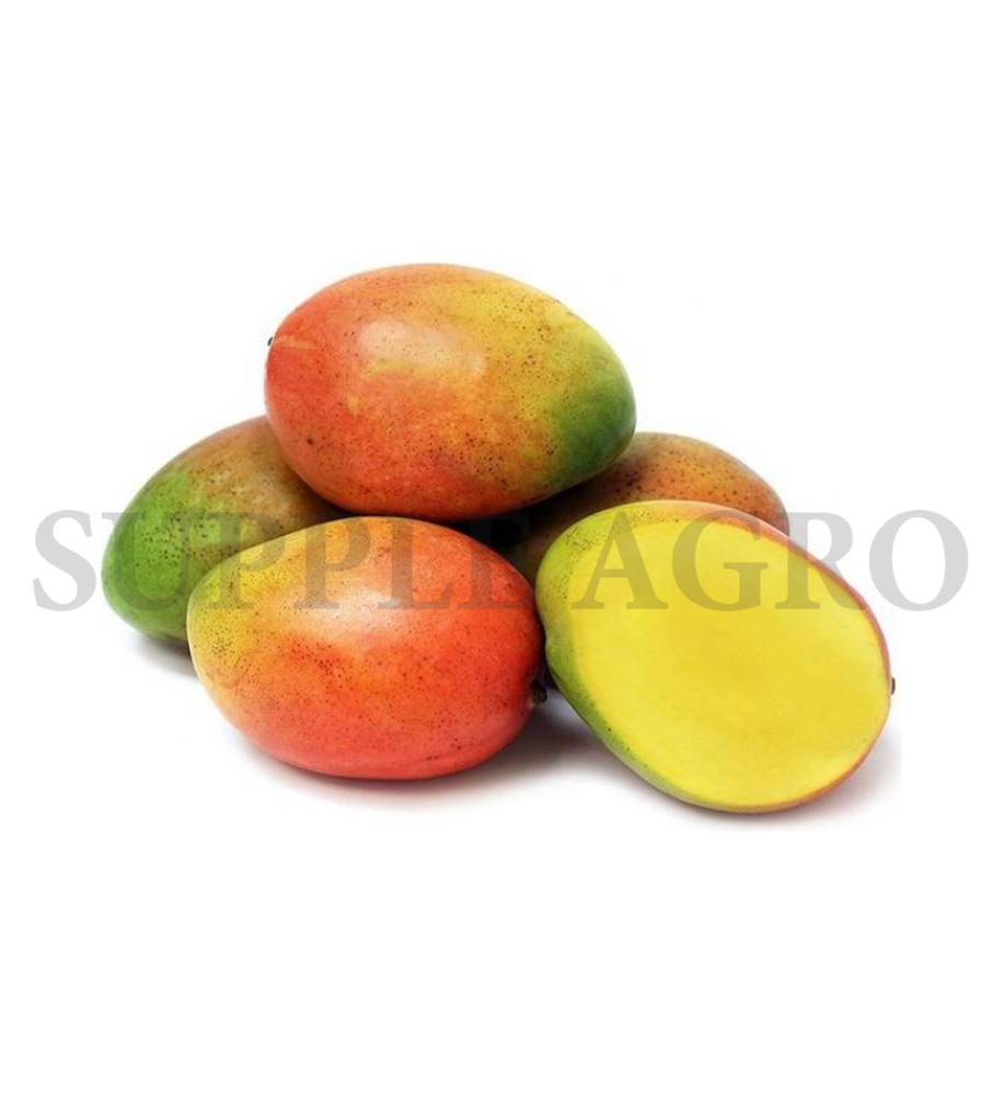 Mango(Pairi)