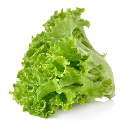 Lettuce (Green)
