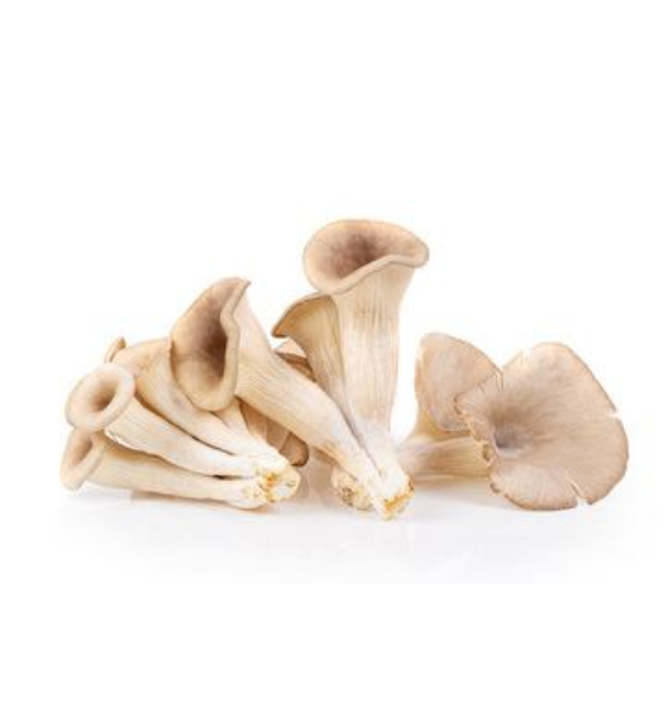 Mushroom(Oyster)