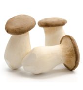 Mushroom Eryngi