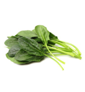 Spinach Hydroponic