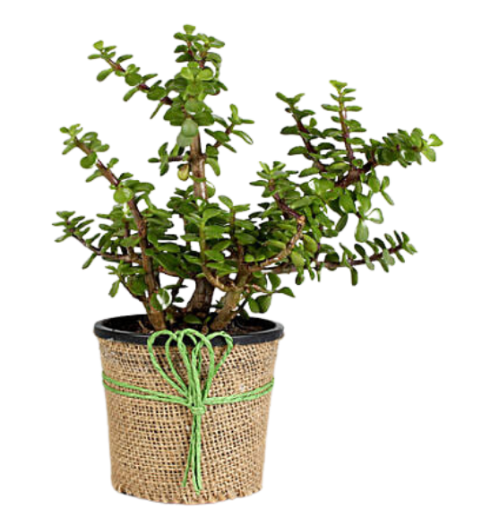 Jade Plant in Jute Wrapper Pot