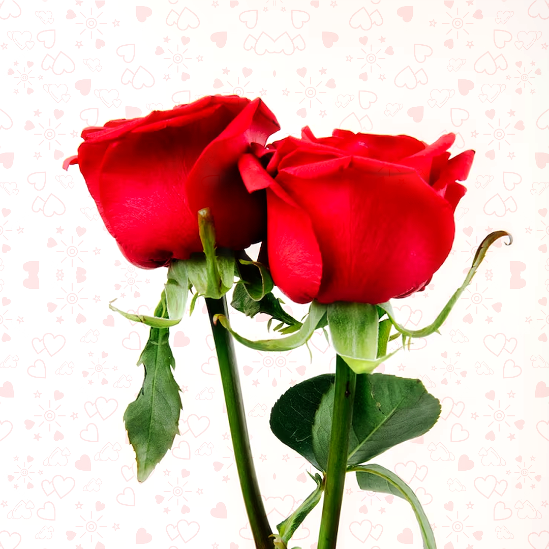 Red Roses 10PC
